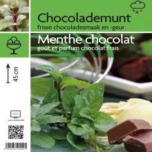MUNT CHOCOLADE Mentha piperita 'Chocolate'