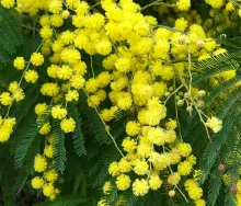 Mimosa (Acacia dealbata 'Gaulois Astier'