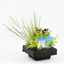 Mix mand 3 waterplanten
