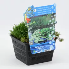 Mix zuurstofplanten voor 1m³