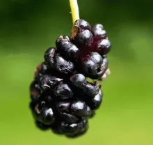 Morus nigra (Zwarte moerbes)