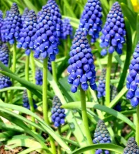 Muscari BLAUW