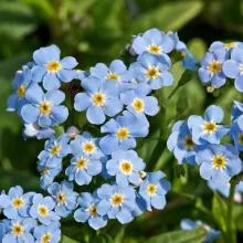 Myosotis palustris