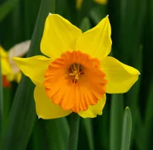 Narcis 'Akita'