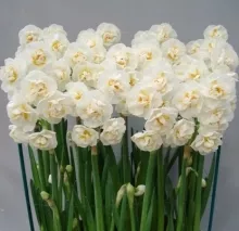 Narcis 'Bridal Crown'