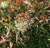 Nandina domestica 'Fire Power'