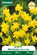 Narcis 'TETE A TETE'