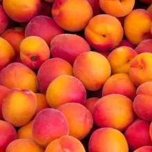 Nectarine 'MADAME BLANCHET'