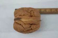 Veredelde Noot 'AXEL'