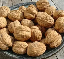 Veredelde Noot 'BELLA MARIA'