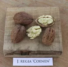 Veredelde Noot 'COENEN'