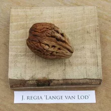 Veredelde Noot 'LANGE VAN LOD'