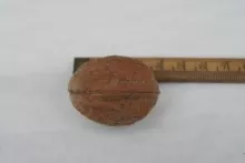 Veredelde Noot 'NR. 16'