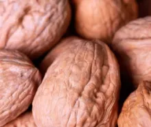 Veredelde Noot 'PLOVDIVSKI'