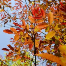 Veredelde Noot 'PURPUREA'