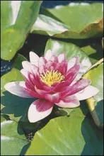Nymphaea 'Attraction'