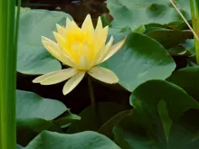 Nymphaea GEEL