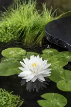 Nymphaea 'Gonnere'