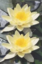 Nymphaea marl. 'Chromatella'