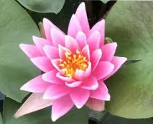 Nymphaea ROZE