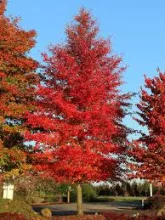 Nyssa sylvatica 'Wildfire'