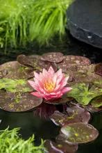 Nymphaea 'Wanvisa'