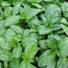 BASILICUM Ocimum Basilicum