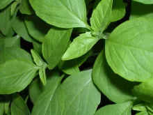 BASILICUM THAISE Ocimum Basilicum Horapha