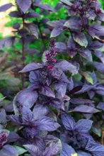 BASILICUM RODE Ocimum Basilicum