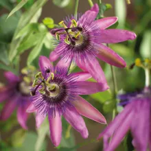 Passiflora 'Amethyst'
