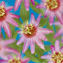 Passiflora 'Anastasia'