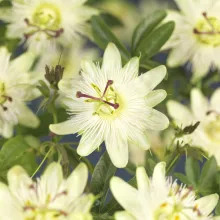 Passiflora 'Avalanche'