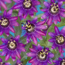 Passiflora 'Beervelde'