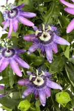 Passiflora 'Betty Miles Young'