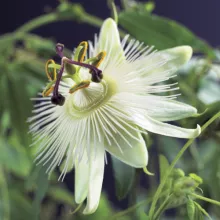 Passiflora 'Constance Elliott'