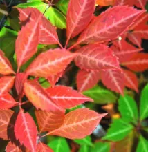 Parthenocissus henryana