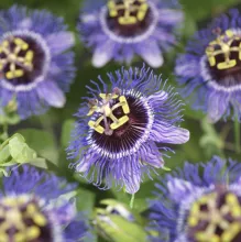 Passiflora 'Purple Rain'