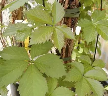 Parthenocissus quinquefolia