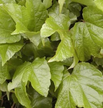 Parthenocissus tricusp. 'Veitchii'