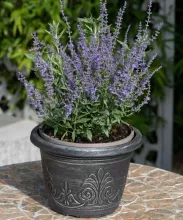 Perovskia atriplicif. 'Bluesette'