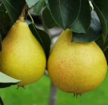 Peer Nashi 'EARLY SHU'