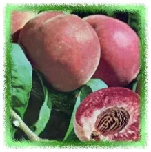 Perzik 'RIGA' bloedperzik