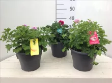 GEURGERANIUM Pelargonium