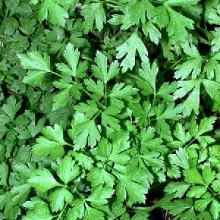 PETERSELIE PLATTE Petroselinum c. 'Neapolitanum'