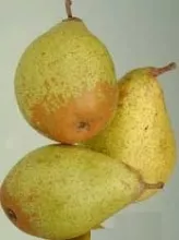 Peer 'COMTESSE DE PARIS'