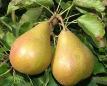 Peer 'GIESER WILDEMAN'