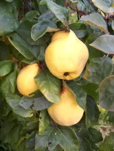Cydonia oblonga Kweepeer 'Gigante de Wranja'