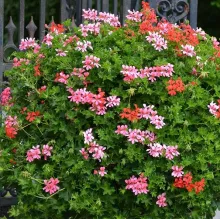 Pelargonium HANG