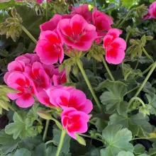 Pelargonium STAAND