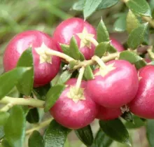 Pernettya mucr. (vrouwelijk)